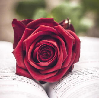 ★ 30 minutes with selected host: (sfw only) specifics will vary from host to host, as each has their own way of entertaining guests **Please note that this service remains on Starlight Bakery grounds -- 300,000 gil